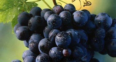 خواص انگور شانی در بارداری،خواص انگور شانی برای پوست،خواص انگور شانی برای سرفه