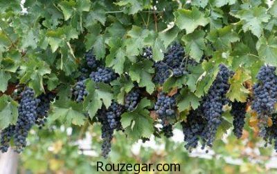 خواص انگور شانی در بارداری،خواص انگور شانی برای پوست،خواص انگور شانی برای سرفه