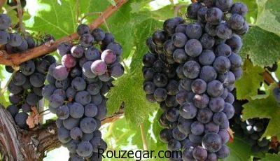 خواص انگور شانی در بارداری،خواص انگور شانی برای پوست،خواص انگور شانی برای سرفه