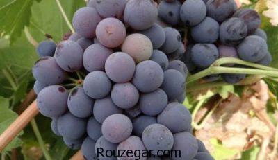 خواص انگور شانی در بارداری،خواص انگور شانی برای پوست،خواص انگور شانی برای سرفه