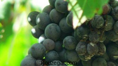 خواص انگور شانی در بارداری،خواص انگور شانی برای پوست،خواص انگور شانی برای سرفه
