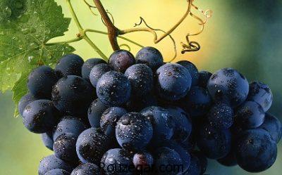 خواص انگور سیاه و دیابت،خواص انگور سیاه برای پوست،خواص انگور سیاه برای لاغری