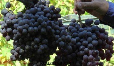 خواص انگور سیاه و دیابت،خواص انگور سیاه برای پوست،خواص انگور سیاه برای لاغری