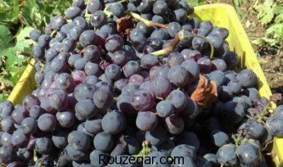 خواص انگور سیاه و دیابت،خواص انگور سیاه برای پوست،خواص انگور سیاه برای لاغری