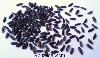 خواص بالنگو برای ضعف،خواص بالنگو برای اسهال،خواص بالنگو برای سرفه