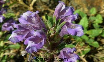 خواص بالنگو برای ضعف،خواص بالنگو برای اسهال،خواص بالنگو برای سرفه