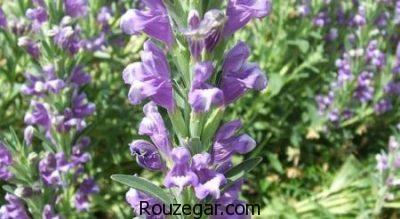 خواص بالنگو برای ضعف،خواص بالنگو برای اسهال،خواص بالنگو برای سرفه