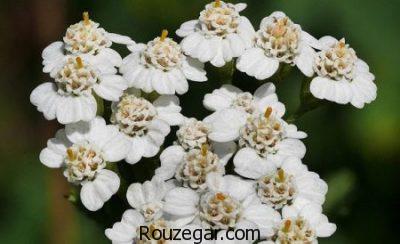 خواص بومادران زرد،خواص بومادران و رازیانه،خواص بومادران در نازایی