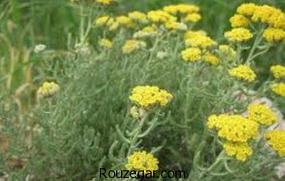 خواص بومادران زرد،خواص بومادران و رازیانه،خواص بومادران در نازایی