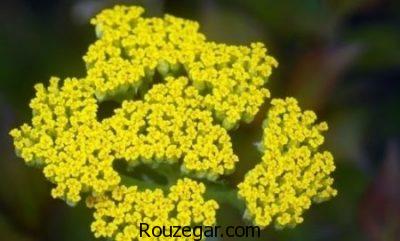 خواص بومادران زرد،خواص بومادران و رازیانه،خواص بومادران در نازایی