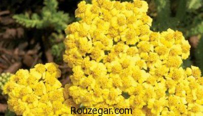 خواص بومادران زرد،خواص بومادران و رازیانه،خواص بومادران در نازایی