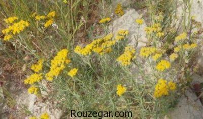 خواص بومادران زرد،خواص بومادران و رازیانه،خواص بومادران در نازایی