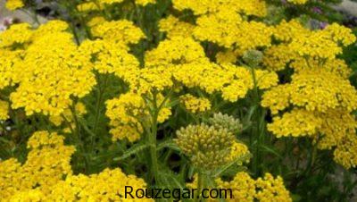 خواص بومادران زرد،خواص بومادران و رازیانه،خواص بومادران در نازایی