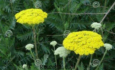 خواص بومادران زرد،خواص بومادران و رازیانه،خواص بومادران در نازایی
