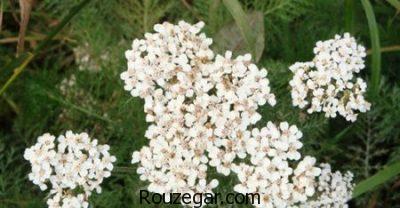 خواص بومادران زرد،خواص بومادران و رازیانه،خواص بومادران در نازایی