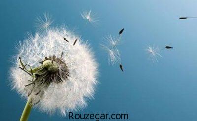 خواص قاصدک برای دیابت،خواص قاصدک برای کبد،خواص قاصدک برای ادرار