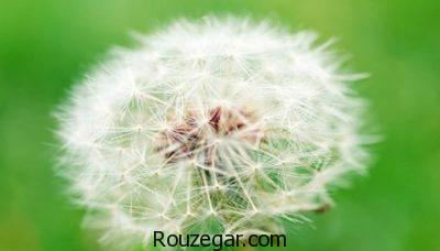 خواص قاصدک برای دیابت،خواص قاصدک برای کبد،خواص قاصدک برای ادرار