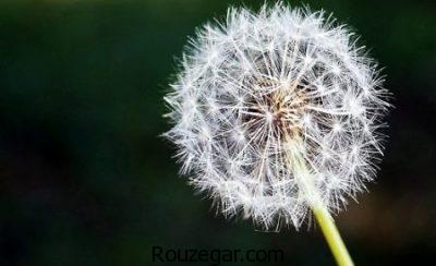 خواص قاصدک برای دیابت،خواص قاصدک برای کبد،خواص قاصدک برای ادرار