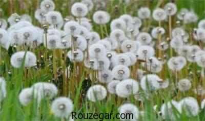 خواص قاصدک برای دیابت،خواص قاصدک برای کبد،خواص قاصدک برای ادرار