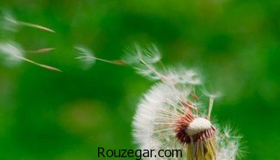 خواص قاصدک برای دیابت،خواص قاصدک برای کبد،خواص قاصدک برای ادرار