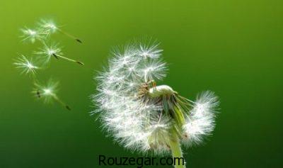 خواص قاصدک برای دیابت،خواص قاصدک برای کبد،خواص قاصدک برای ادرار