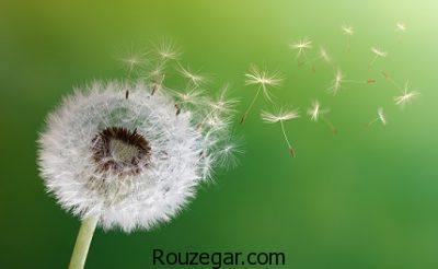 خواص قاصدک برای دیابت،خواص قاصدک برای کبد،خواص قاصدک برای ادرار