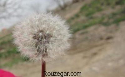 خواص قاصدک برای دیابت،خواص قاصدک برای کبد،خواص قاصدک برای ادرار