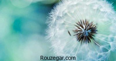 خواص قاصدک برای دیابت،خواص قاصدک برای کبد،خواص قاصدک برای ادرار