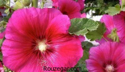 خواص گل ختمی,خواص گل ختمی در دوران بارداری,خواص گل ختمی برای سرفه,خواص گل ختمی در لاغری,خواص گل ختمی برای مو,خواص گل ختمی خبازی,خواص گل ختمی در طب سنتی,خواص گل ختمی سفید,خواص گل ختمی زرد,خواص گل ختمی بنفش