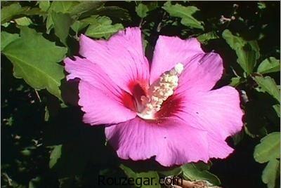 خواص گل ختمی,خواص گل ختمی در دوران بارداری,خواص گل ختمی برای سرفه,خواص گل ختمی در لاغری,خواص گل ختمی برای مو,خواص گل ختمی خبازی,خواص گل ختمی در طب سنتی,خواص گل ختمی سفید,خواص گل ختمی زرد,خواص گل ختمی بنفش