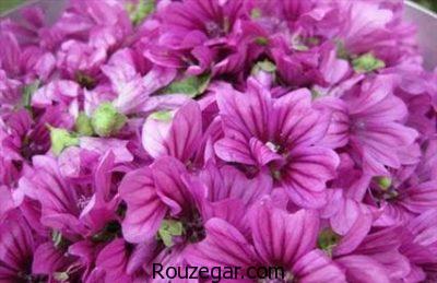 خواص گل ختمی,خواص گل ختمی در دوران بارداری,خواص گل ختمی برای سرفه,خواص گل ختمی در لاغری,خواص گل ختمی برای مو,خواص گل ختمی خبازی,خواص گل ختمی در طب سنتی,خواص گل ختمی سفید,خواص گل ختمی زرد,خواص گل ختمی بنفش