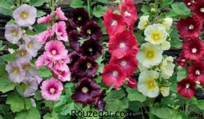 خواص گل ختمی,خواص گل ختمی در دوران بارداری,خواص گل ختمی برای سرفه,خواص گل ختمی در لاغری,خواص گل ختمی برای مو,خواص گل ختمی خبازی,خواص گل ختمی در طب سنتی,خواص گل ختمی سفید,خواص گل ختمی زرد,خواص گل ختمی بنفش