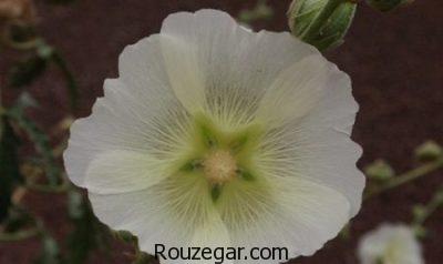 خواص گل ختمی,خواص گل ختمی در دوران بارداری,خواص گل ختمی برای سرفه,خواص گل ختمی در لاغری,خواص گل ختمی برای مو,خواص گل ختمی خبازی,خواص گل ختمی در طب سنتی,خواص گل ختمی سفید,خواص گل ختمی زرد,خواص گل ختمی بنفش