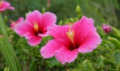 خواص گل ختمی,خواص گل ختمی در دوران بارداری,خواص گل ختمی برای سرفه,خواص گل ختمی در لاغری,خواص گل ختمی برای مو,خواص گل ختمی خبازی,خواص گل ختمی در طب سنتی,خواص گل ختمی سفید,خواص گل ختمی زرد,خواص گل ختمی بنفش