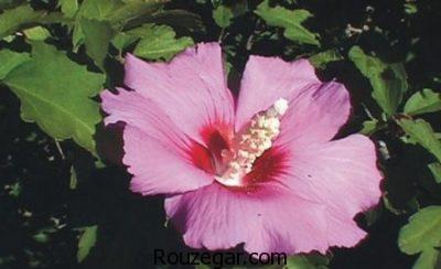 خواص گل ختمی,خواص گل ختمی در دوران بارداری,خواص گل ختمی برای سرفه,خواص گل ختمی در لاغری,خواص گل ختمی برای مو,خواص گل ختمی خبازی,خواص گل ختمی در طب سنتی,خواص گل ختمی سفید,خواص گل ختمی زرد,خواص گل ختمی بنفش