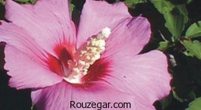 خواص گل ختمی,خواص گل ختمی در دوران بارداری,خواص گل ختمی برای سرفه,خواص گل ختمی در لاغری,خواص گل ختمی برای مو,خواص گل ختمی خبازی,خواص گل ختمی در طب سنتی,خواص گل ختمی سفید,خواص گل ختمی زرد,خواص گل ختمی بنفش