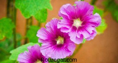 خواص گل ختمی,خواص گل ختمی در دوران بارداری,خواص گل ختمی برای سرفه,خواص گل ختمی در لاغری,خواص گل ختمی برای مو,خواص گل ختمی خبازی,خواص گل ختمی در طب سنتی,خواص گل ختمی سفید,خواص گل ختمی زرد,خواص گل ختمی بنفش