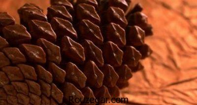 خواص کاج چیست،جلوگیری از سنگ کلیه با خواص کاج،درمان جراحات سینه با خواص کاج