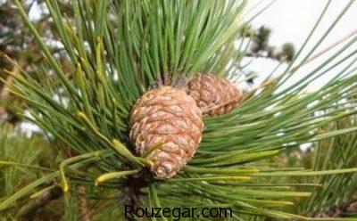 خواص کاج چیست،جلوگیری از سنگ کلیه با خواص کاج،درمان جراحات سینه با خواص کاج