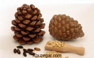 خواص کاج چیست،جلوگیری از سنگ کلیه با خواص کاج،درمان جراحات سینه با خواص کاج