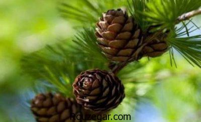 خواص کاج چیست،جلوگیری از سنگ کلیه با خواص کاج،درمان جراحات سینه با خواص کاج