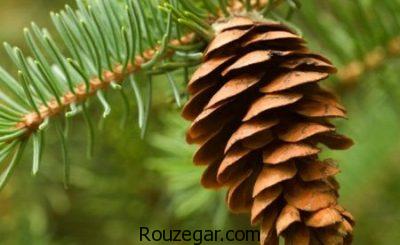 خواص کاج چیست،جلوگیری از سنگ کلیه با خواص کاج،درمان جراحات سینه با خواص کاج