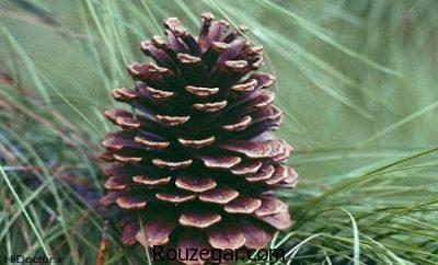 خواص کاج چیست،جلوگیری از سنگ کلیه با خواص کاج،درمان جراحات سینه با خواص کاج