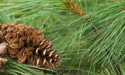 خواص کاج چیست،جلوگیری از سنگ کلیه با خواص کاج،درمان جراحات سینه با خواص کاج