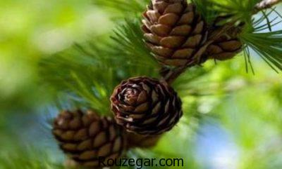 خواص کاج چیست،جلوگیری از سنگ کلیه با خواص کاج،درمان جراحات سینه با خواص کاج