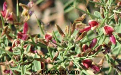 خواص خارشتر در بارداری،خواص خارشتر،بیماری ایذر و خواص خارشتر