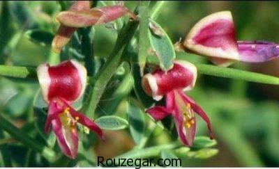 خواص خارشتر در بارداری،خواص خارشتر،بیماری ایذر و خواص خارشتر