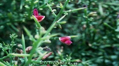 خواص خارشتر در بارداری،خواص خارشتر،بیماری ایذر و خواص خارشتر