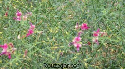 خواص خارشتر در بارداری،خواص خارشتر،بیماری ایذر و خواص خارشتر