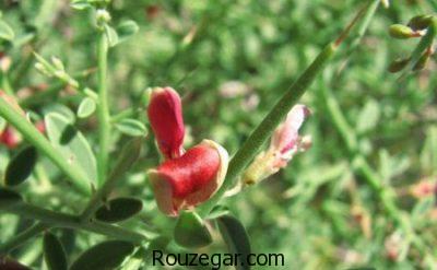 خواص خارشتر در بارداری،خواص خارشتر،بیماری ایذر و خواص خارشتر